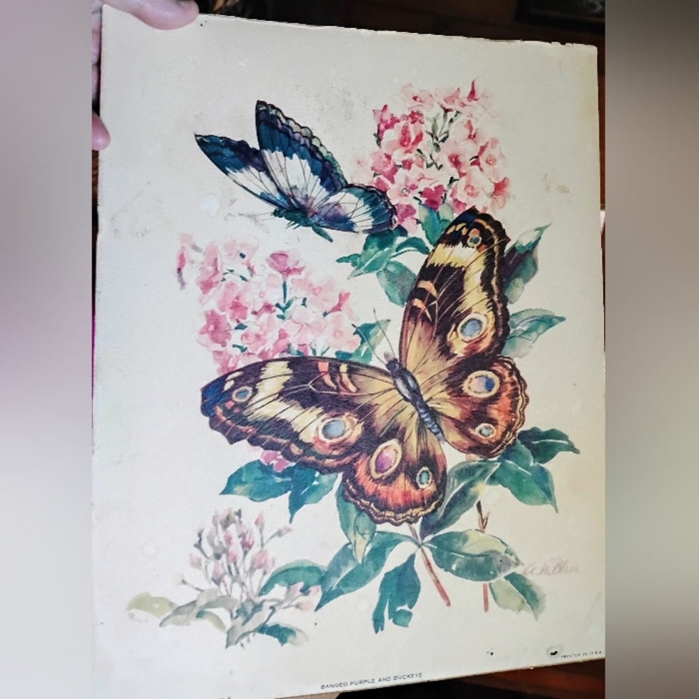 Vintage Original Print Banded Purple & Buckeye Butterflies